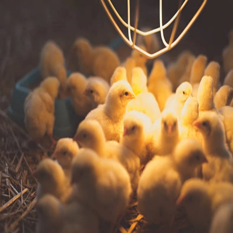 Coop Chicken light