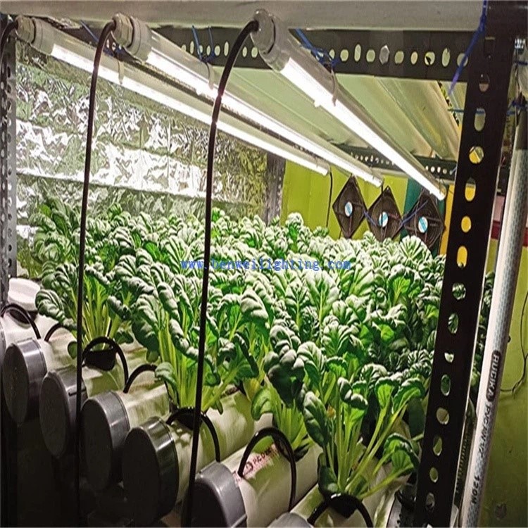 grow light grow light