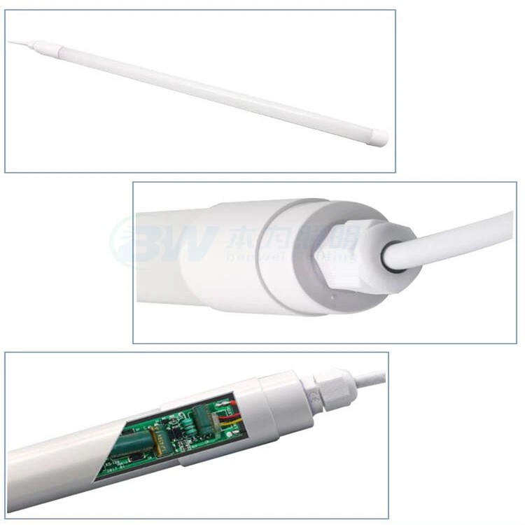 Egg-laying Hen Light 4