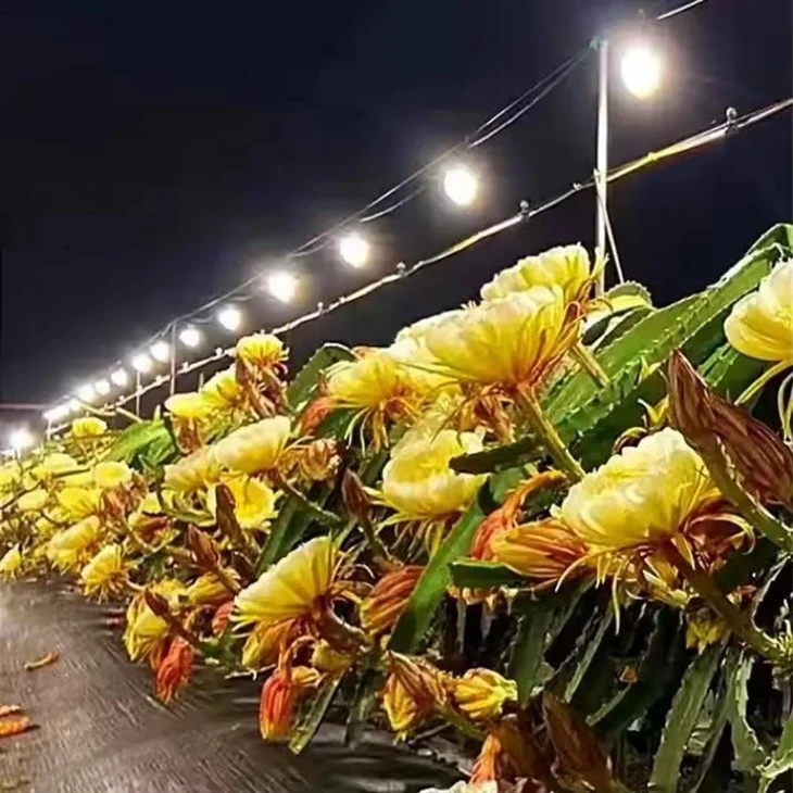 LED Plant Grow Light String factory