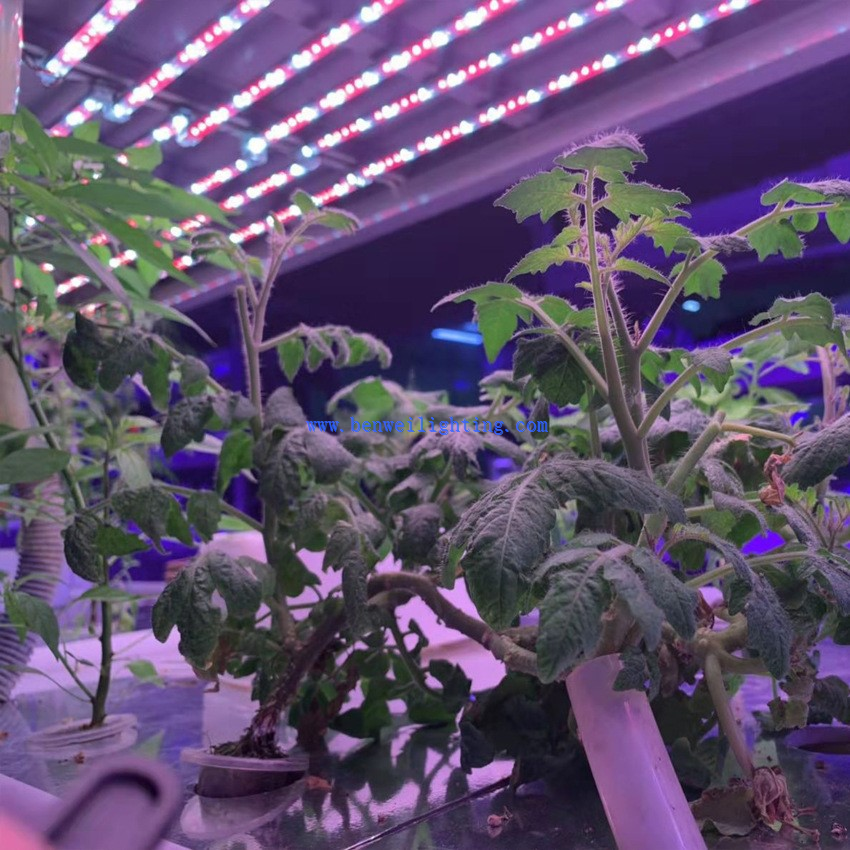 Grow T8A19 Grow T8A19