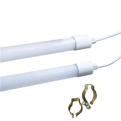 لایت مرغ تخم‌گذار-